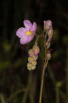 Tracy's sundew